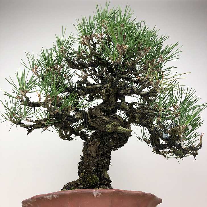 The Thousand-Year Shimpaku