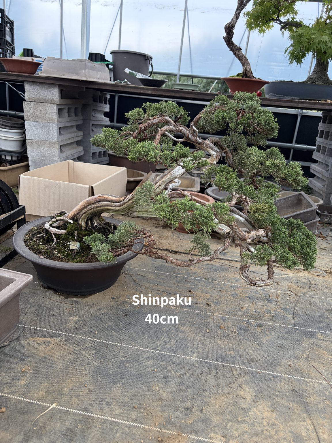 Imperial Black Pine